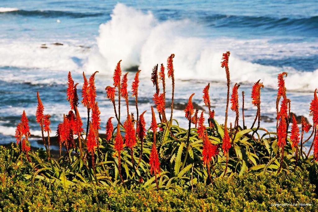 Belle Vue Guesthouse Hermanus Esterno foto